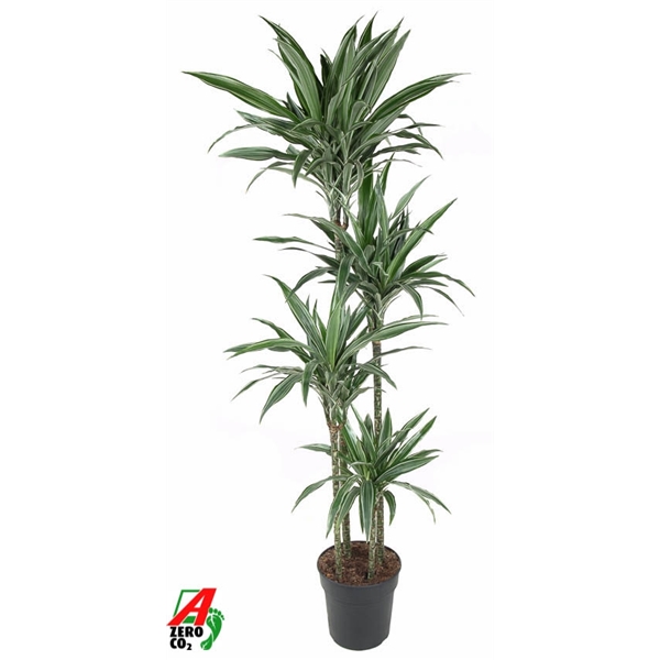 Dracaena fragrance De Warneckei 120-90-60-30 27Ø 180cm 4pp