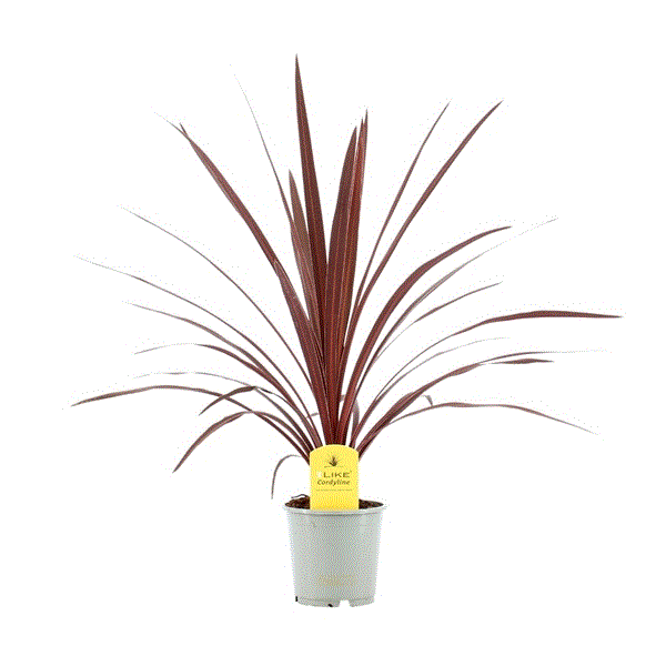 Cordyline Australis Red Star 13Ø 50cm