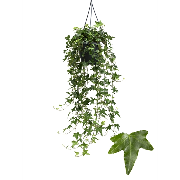 Hedera helix Jacobine 19Ø 50cm 50cm