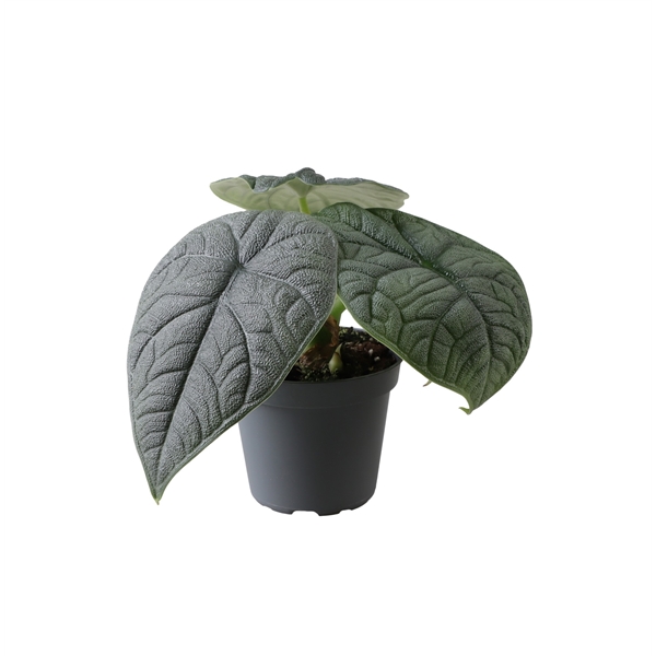 Alocasia Melo 6Ø 8cm 1pp