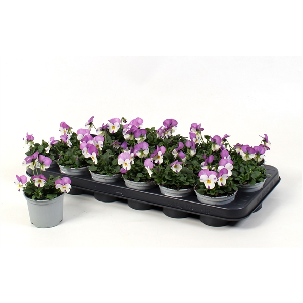 Viola cornuta Sorbet Pink Wing 9Ø 10cm