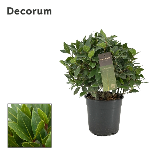 Laurus Nobilis boll on pot 20Ø 45cm 35Ø