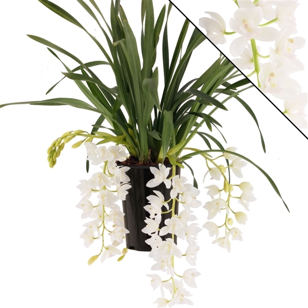 Cymbidium Ice Cascade 14Ø 60cm 3st