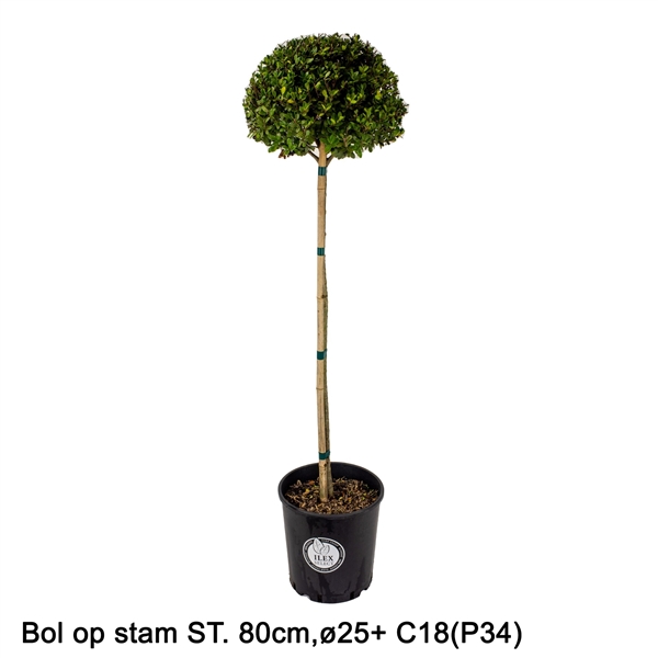 Ilex crenata Dark Green bol op stam 26Ø 130cm