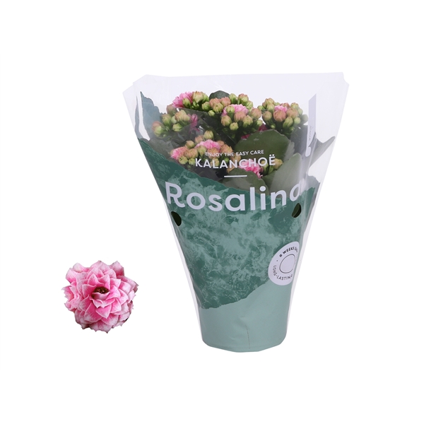 Kalanchoe Blos Rosalina Don Alano 7Ø 15cm