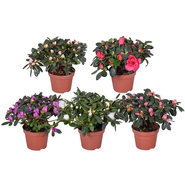 Rhododendron simsii Hellmut Vogel mix 10,5Ø 20cm 17Ø
