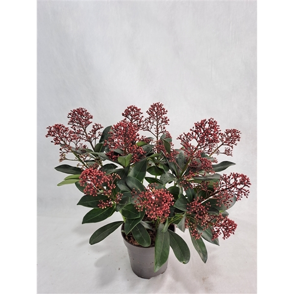 Skimmia jap. Rubella 12Ø 30cm 9fl