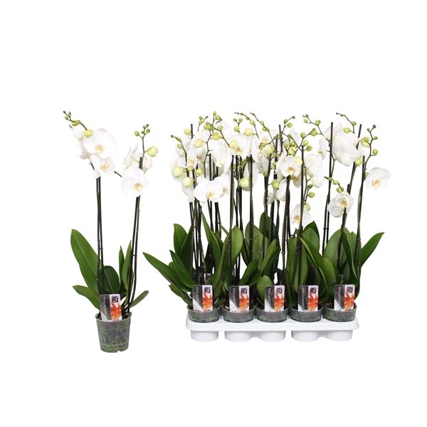 Phalaenopsis Star White 12Ø 60cm 2st 12fl