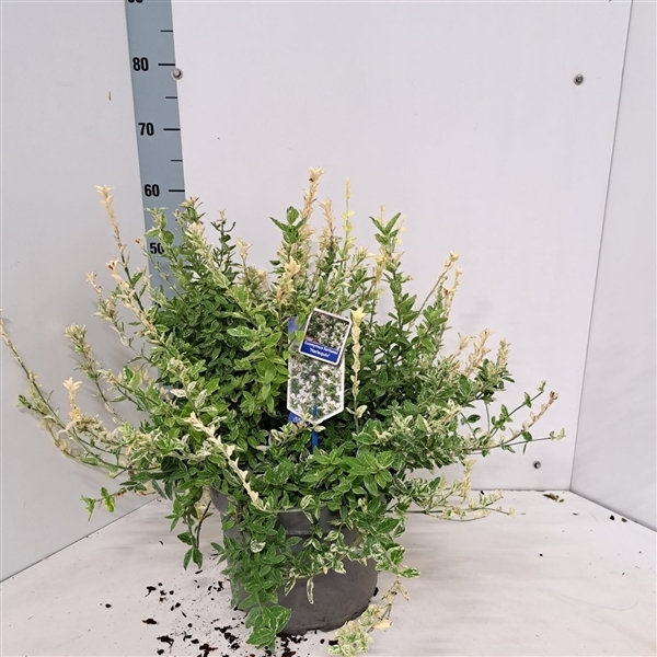 Euonymus fortunei Harlequin 29Ø 45cm