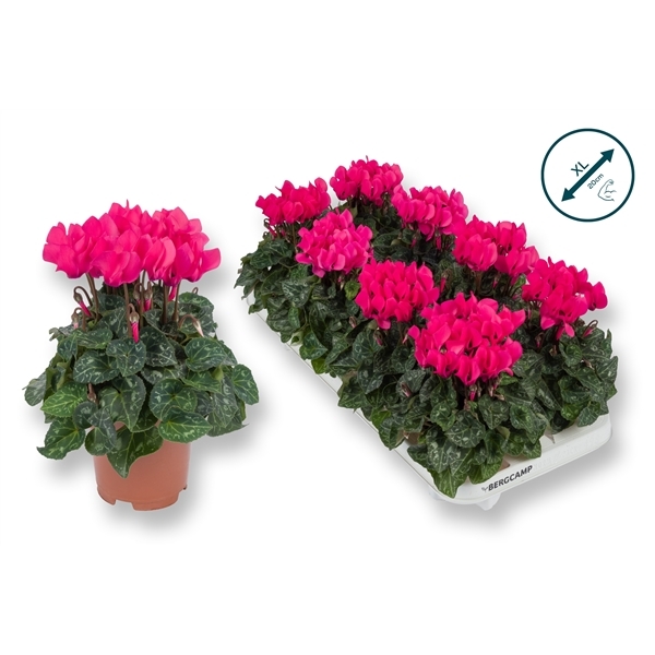 Cyclamen SS Compact pink 10,5Ø 20cm