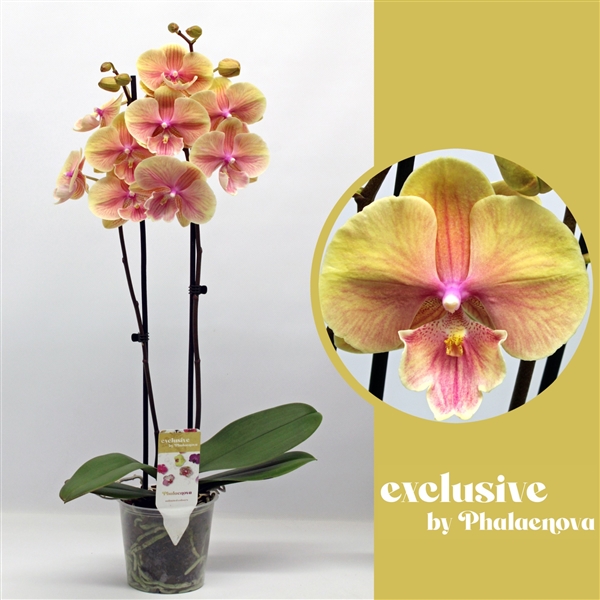 Phalaenopsis Daria 12Ø 60cm 2st 16fl
