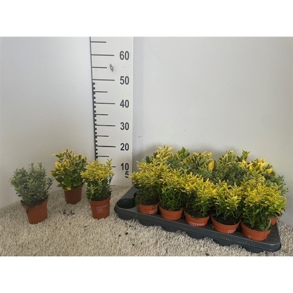 Euonymus japonicum mix 9Ø 10cm