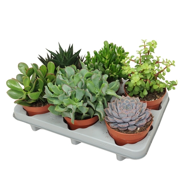 Succulent mix 12Ø 15cm