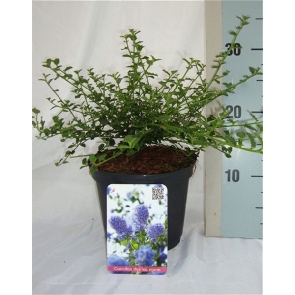Ceanothus thyr. Repens 17Ø 25cm