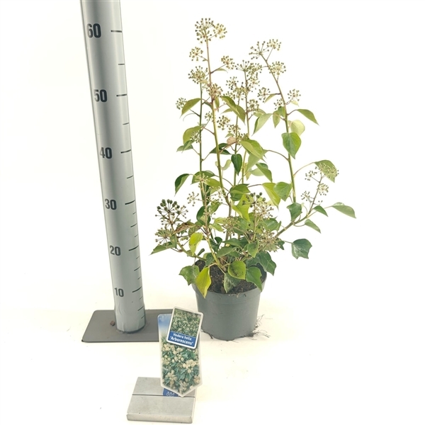 Hedera helix Arborescens 17Ø 30cm