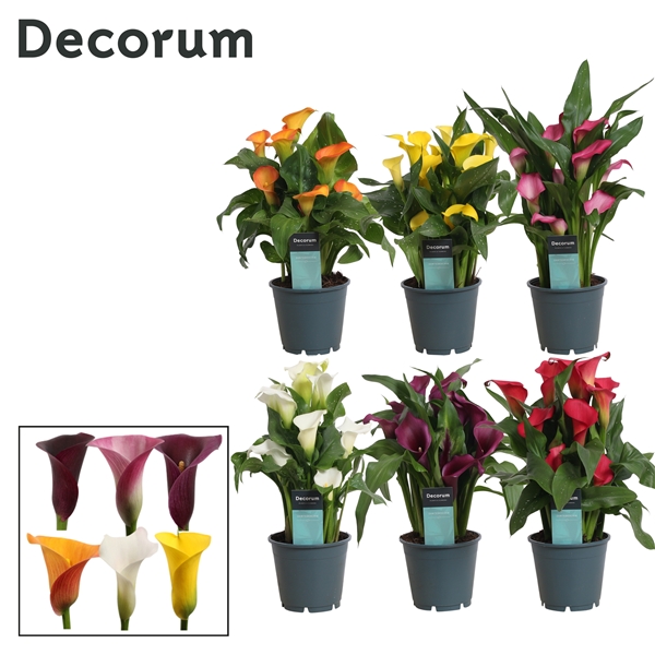 Zantedeschia mixed 14Ø 40cm 5fl