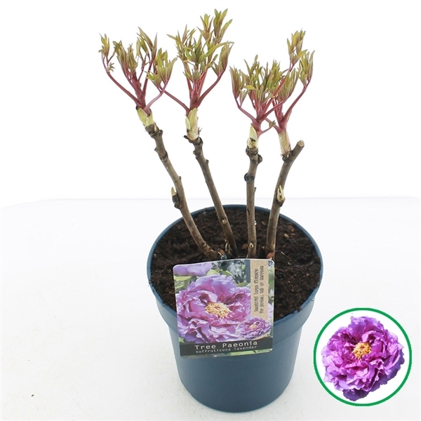Paeonia suffruticosa Lavender 19Ø 40cm