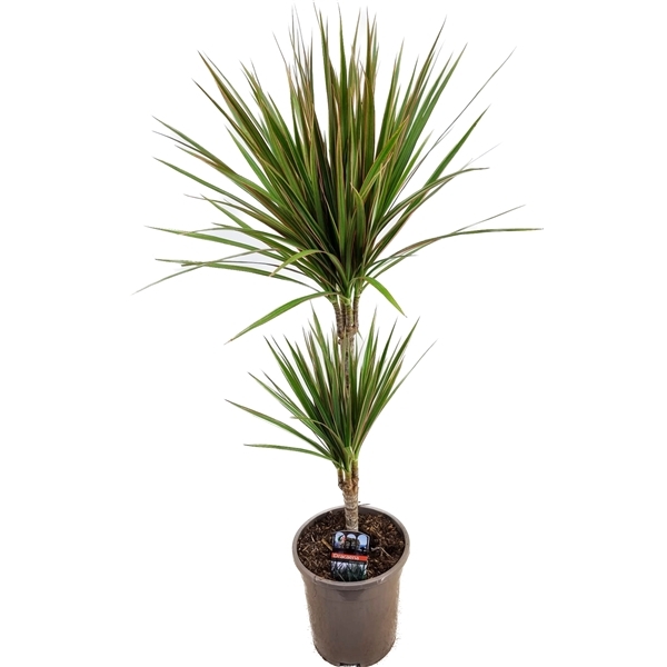 Dracaena fragrans Bicolor 30-10 17Ø 75cm 2pp