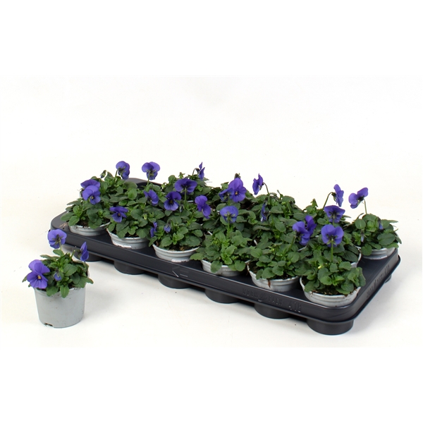 Viola cornuta Sorbet True Blue 9Ø 10cm
