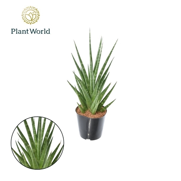 Sansevieria cylindrica Dancing Queen 12Ø 30cm