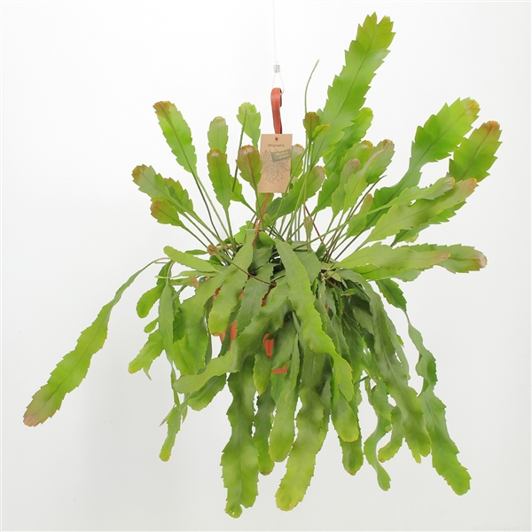 Lepismium houlletianum Forma Regnelli 21Ø 40cm