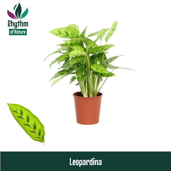 Calathea leopardina 12Ø 40cm