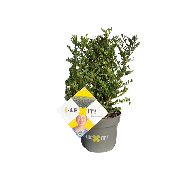 Ilex crenata Dark Green 17Ø 25cm 20Ø