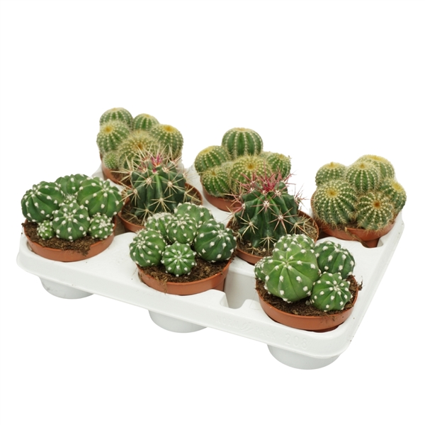 Cactus mix boll 10,5Ø 14cm