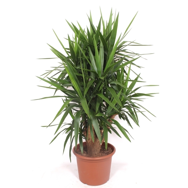 Yucca elephantipes 40Ø 160cm 2Head