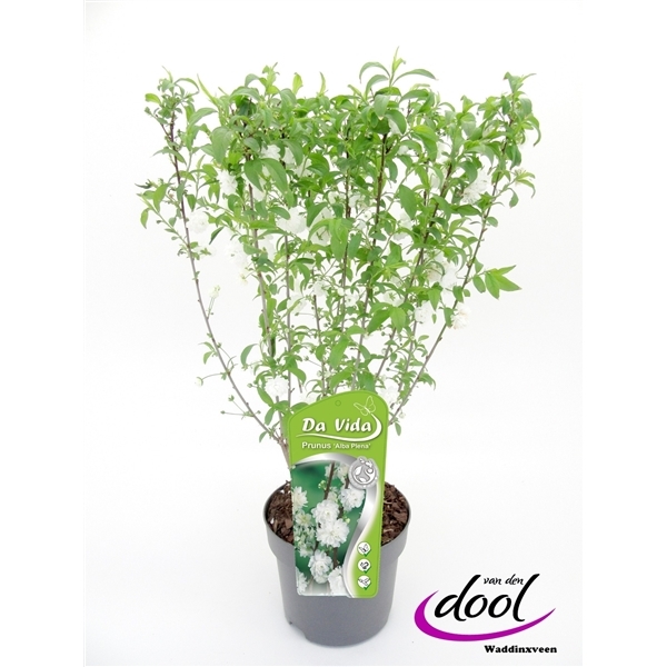 Prunus glandulosa Alba Plena 19Ø 40cm