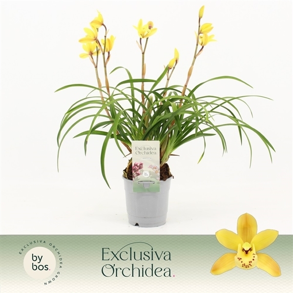 Cymbidium Wild Sunny 12Ø 45cm 4st