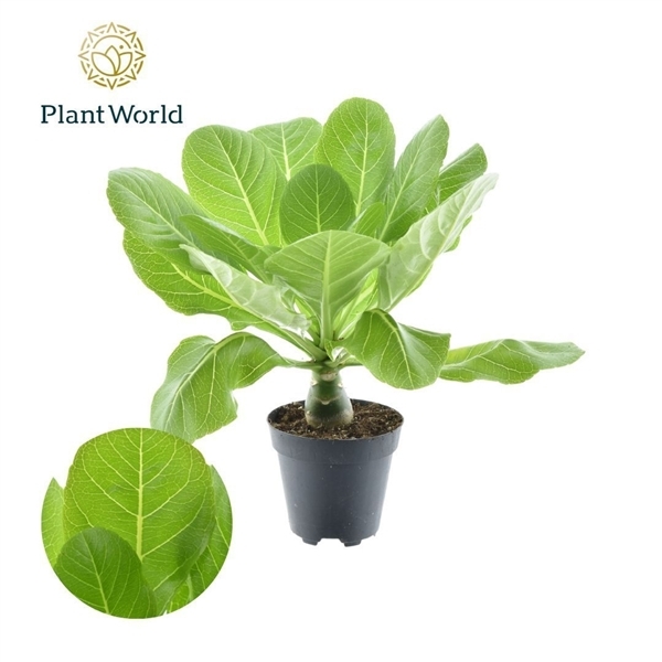 Brighamia insignis Hawaiian Palm 12Ø 30cm