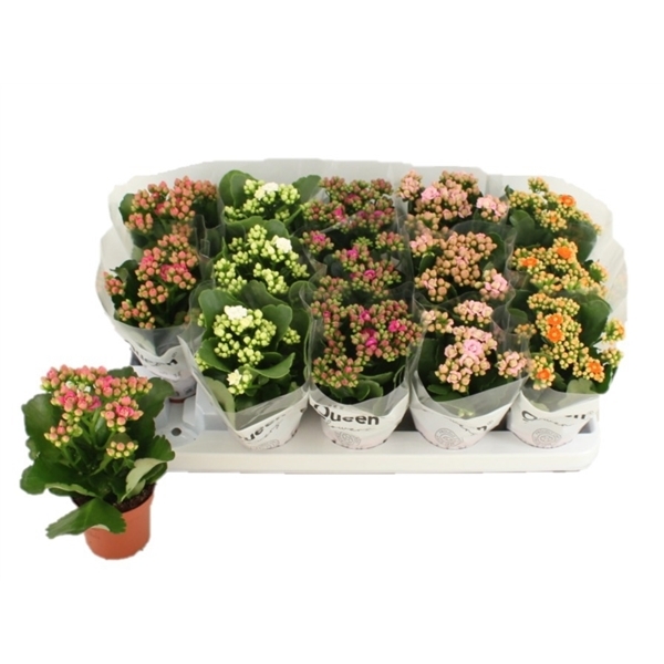 Kalanchoe bl Calandiva mix 9Ø 17cm