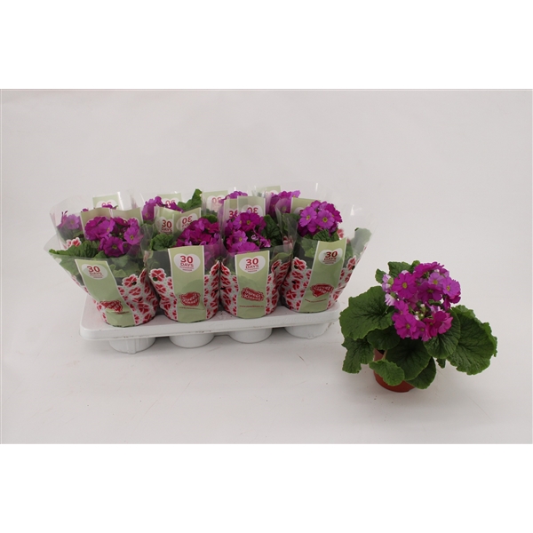 Primula obconica Sweet Kisses Amore Violet 13Ø 30cm