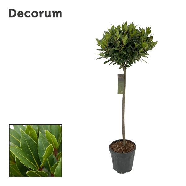 Laurus Nobilis ball on stem 25Ø 130cm 40Ø