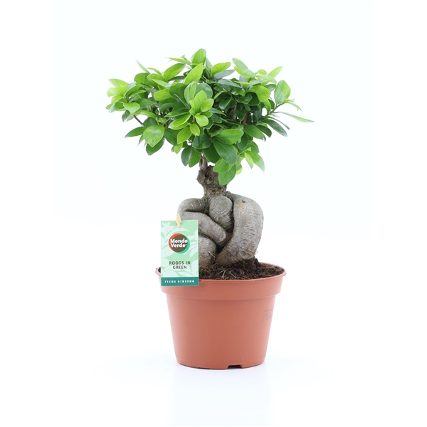 Ficus mi Ginseng 15Ø 35cm 1pp