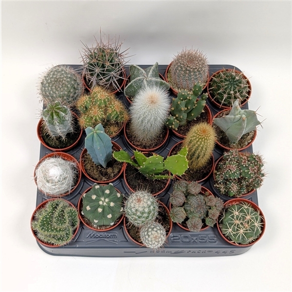 Cactus mix 5,5Ø 5cm