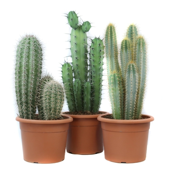 Cactus mix 26Ø 70cm