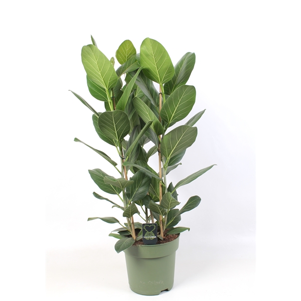 Ficus benghalensis Audrey 27Ø 100cm 3pp