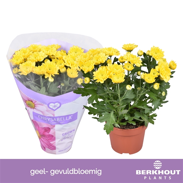 Chrysanthemum Indicum Cozy 12Ø 26cm 3pp