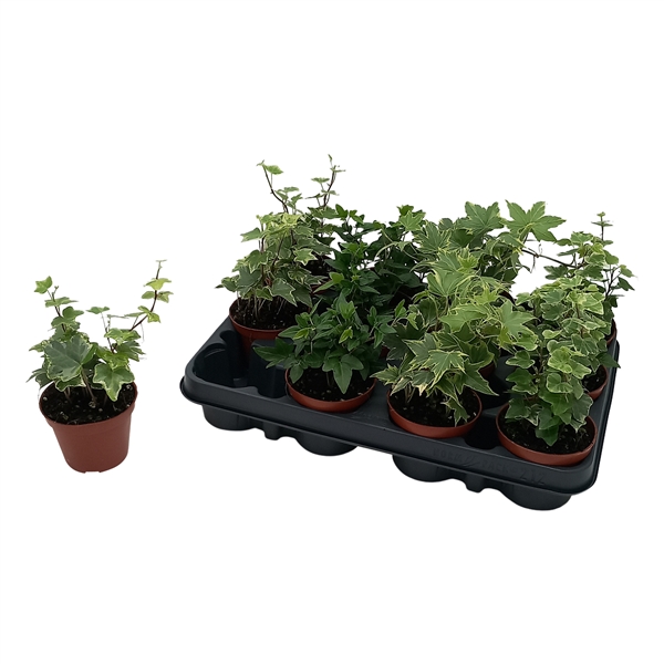 Hedera helix mixed 8,5Ø 7cm