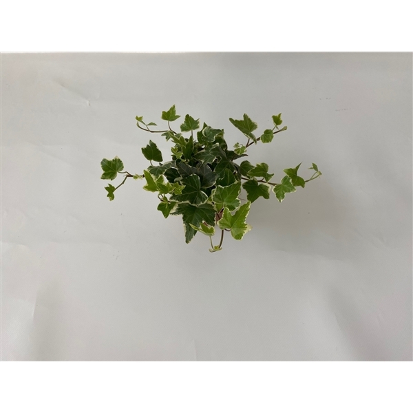 Hedera helix Eva 8,5Ø 10cm 10cm