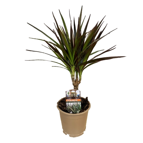 Dracaena marginata Magenta 12Ø 40cm 1pp