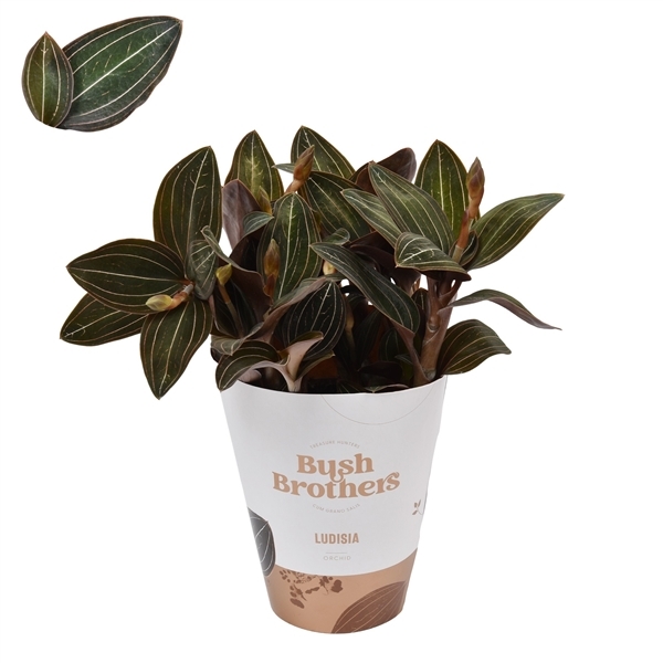Ludisia discolor (Cites) 12Ø 45cm 3st