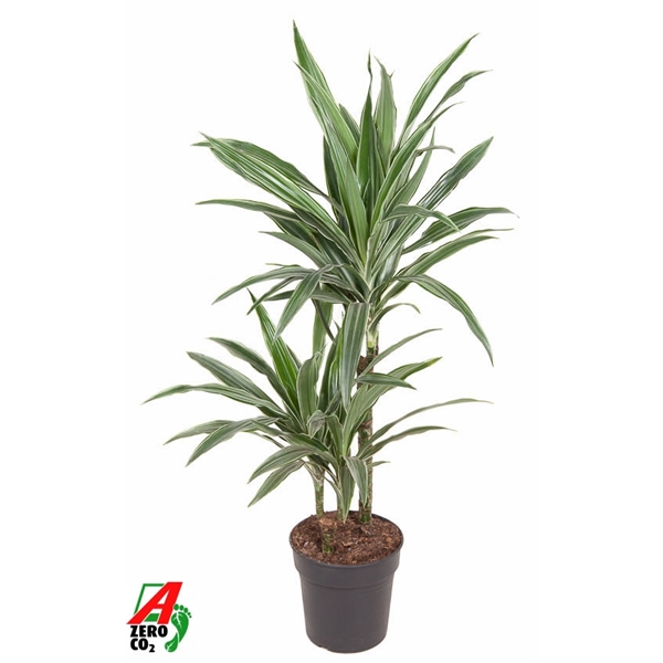 Dracaena fragrance De Warneckei 45-15 19Ø 90cm 2pp