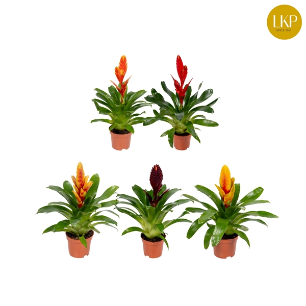 Vriesea mixed 10,5Ø 30cm