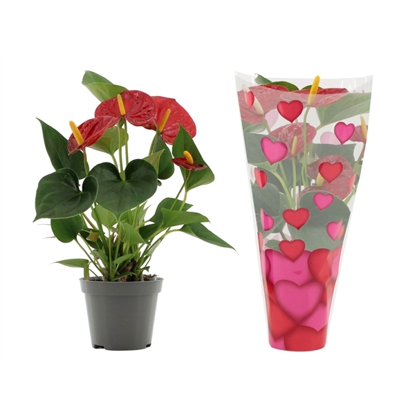 Anthurium Andreanum Succes Red hearts sleeve 9Ø 25cm 2fl