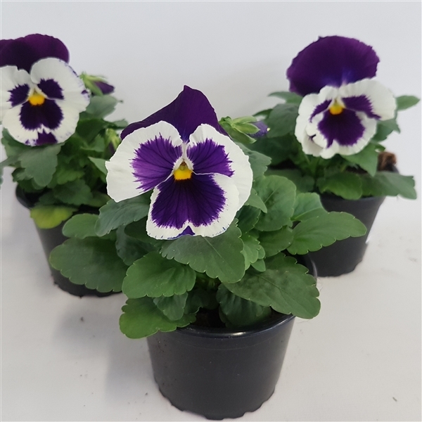 Viola wittrockiana Carneval F1 Purple and White 9Ø 15cm