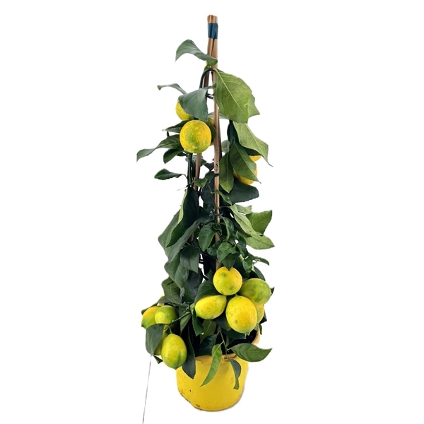 Citrus Lemon Pyramide 19Ø 70cm