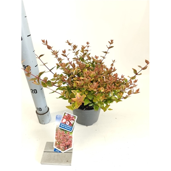 Abelia grandiflora Mystic Daydream 17Ø 30cm